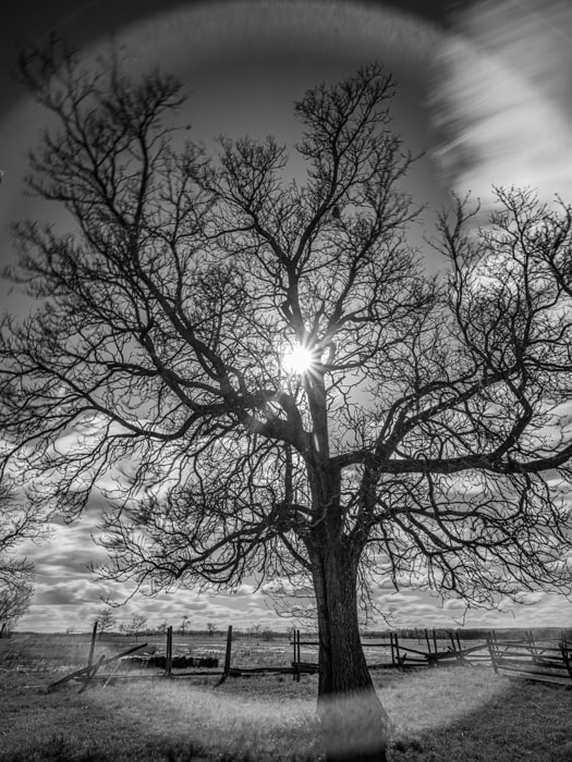 A tree stands backlit on the Gettysburg Battlefield