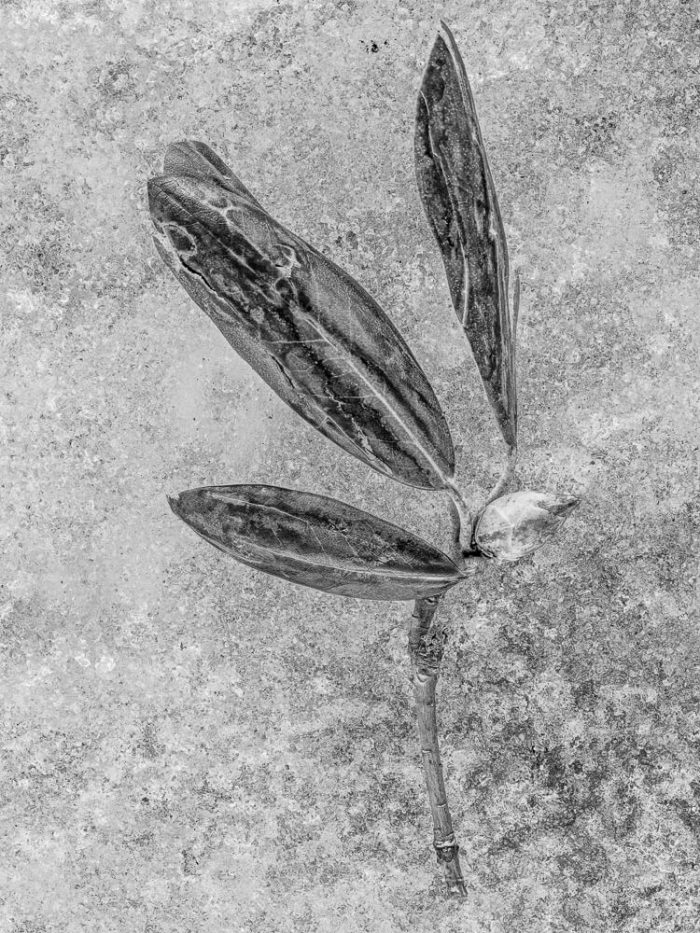 A bud and three leaves are set in ice