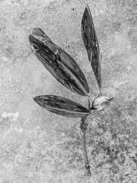 Three Magnolia leaves frozen in ice