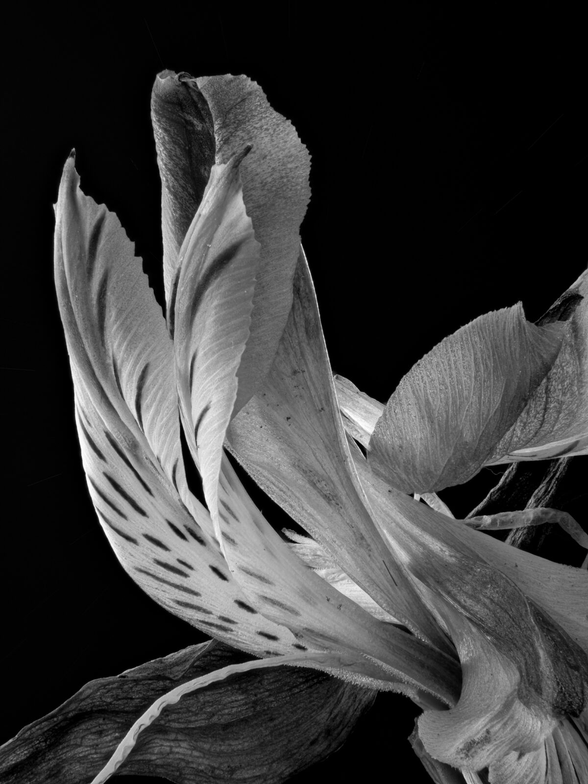 22-04-dream-weaver-alstroemeria-sp-2021-tillman-crane-photography